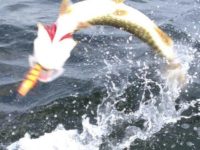 Our lure fishing real case 6