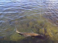 Our lure fishing real case 5